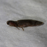 Stenagostus rhombeus