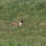 Stoat