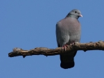 Stock Dove