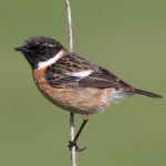 Stonechat