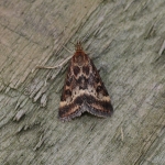 63.005 - Pyrausta despicata