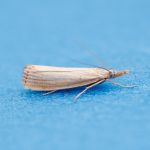 63.093 - Agriphila straminella