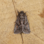 73.109 - Straw Underwing
