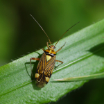 Striped Oak Bug