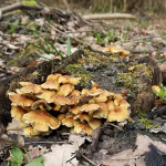 Sulphur Tuft