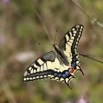 Swallowtails