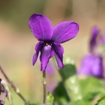 Sweet Violet