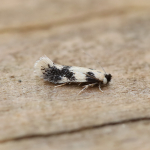 Nepticulidae