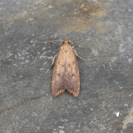 28.024 - Tachystola acroxantha