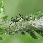 Aphids
