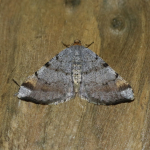 70.214 - Tawny-barred Angle