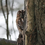 Tawny Owl