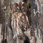 Owls