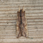 73.200 - Tawny Pinion