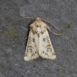 73.286 - Tawny Shears