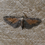 70.187 - Tawny Speckled Pug