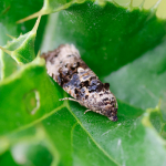 49.186 - Endothenia gentianaeana