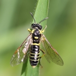 Tenthredo sp.