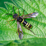 Sawflies