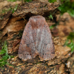 73.194 - The Chestnut