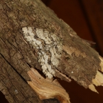 70.270 - The Engrailed