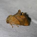 Limacodidae