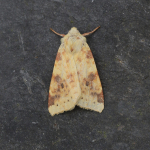 73.182 - The Sallow