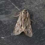 73.065 - The Sprawler