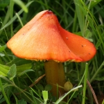 Fungi
