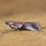 62.036 - Acrobasis suavella