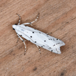 62.042 - Myelois circumvoluta