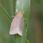 49.031 - Zelotherses paleana