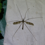 Tipula maxima