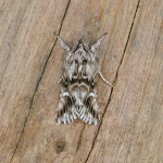 73.059 - Toadflax Brocade