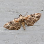 70.150 - Toadflax Pug