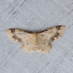 70.012 - Treble Brown Spot
