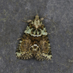 73.082 - Tree-lichen Beauty