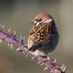 Tree Sparrow