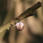 Treecreepers