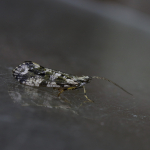 Caddisflies