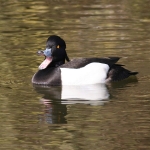 Tufted Duck