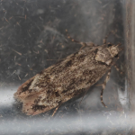 35.107 - Psoricoptera gibbosella
