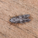 35.159 - Exoteleia dodecella