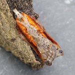 49.076 - Acleris cristana
