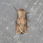 73.319 - Turnip Moth