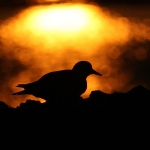 Turnstone