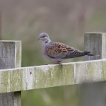 Turtle Dove