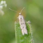 62.054 - Homoeosoma sinuella
