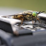 Twin-lobed Deerfly