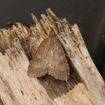 63.034 - Udea prunalis